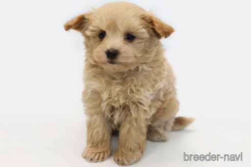 成約済の神奈川県のマルプー:マルチーズ×トイプードル-349633の1枚目